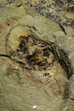 21140 - Soft Bodied Aglaspid (Tremaglaspis) + Xiphosurid (Horseshoe Crab Ancestor) Lower Ordovician