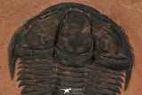 30187 - Extremely Rare Genevievella granulatus Upper Cambrian Trilobite Utah USA