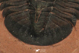 30187 - Extremely Rare Genevievella granulatus Upper Cambrian Trilobite Utah USA