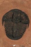 30187 - Extremely Rare Genevievella granulatus Upper Cambrian Trilobite Utah USA