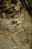 21140 - Soft Bodied Aglaspid (Tremaglaspis) + Xiphosurid (Horseshoe Crab Ancestor) Lower Ordovician