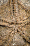 07173 -  Superb 3.80 Inch OPHIURA SP Brittlestar Upper Ordovician Ktaoua Fm