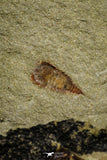 21140 - Soft Bodied Aglaspid (Tremaglaspis) + Xiphosurid (Horseshoe Crab Ancestor) Lower Ordovician