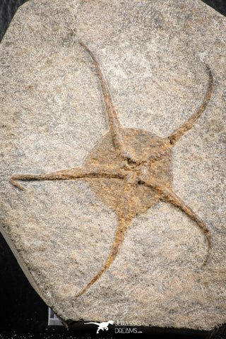 07174 -  Superb 3.31 Inch OPHIURA SP Brittlestar Upper Ordovician Ktaoua Fm