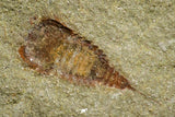 21140 - Soft Bodied Aglaspid (Tremaglaspis) + Xiphosurid (Horseshoe Crab Ancestor) Lower Ordovician