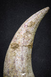 20069 - Top Huge 5.80 Inch Spinosaurus Dinosaur Hand (Manus) Claw Cretaceous KemKem