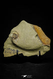 21140 - Soft Bodied Aglaspid (Tremaglaspis) + Xiphosurid (Horseshoe Crab Ancestor) Lower Ordovician
