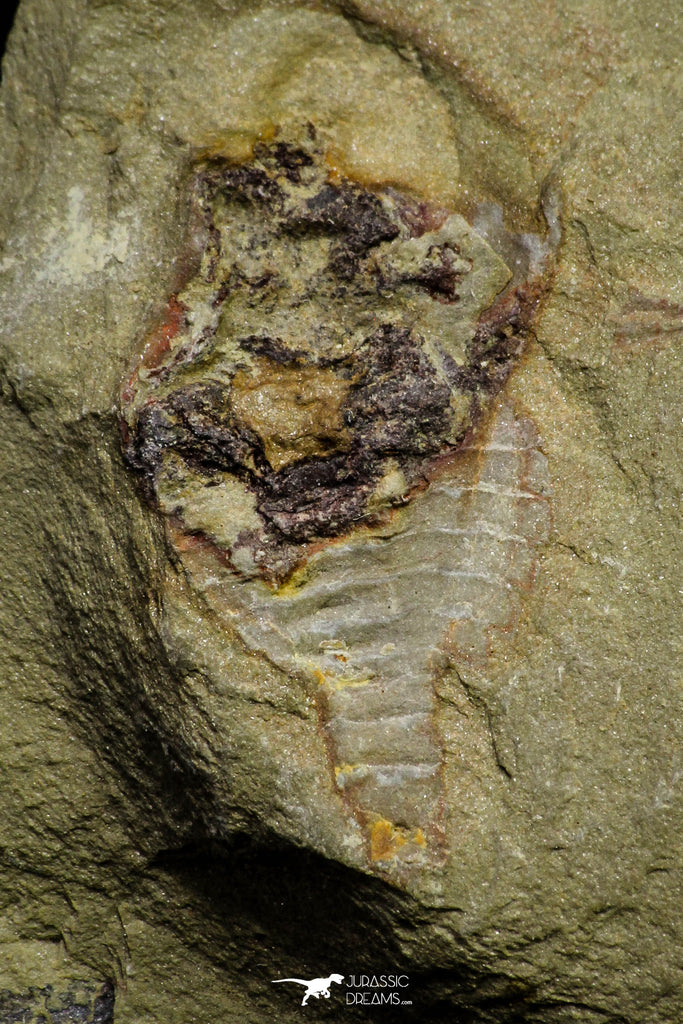 21140 - Soft Bodied Aglaspid (Tremaglaspis) + Xiphosurid (Horseshoe Crab Ancestor) Lower Ordovician