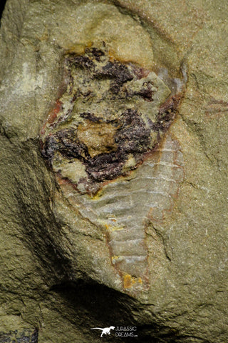 21140 - Soft Bodied Aglaspid (Tremaglaspis) + Xiphosurid (Horseshoe Crab Ancestor) Lower Ordovician