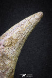 20069 - Top Huge 5.80 Inch Spinosaurus Dinosaur Hand (Manus) Claw Cretaceous KemKem