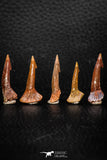 05613 - Great Collection of 5 Onchopristis numidus Cretaceous Sawfish Rostral Teeth Cretaceous