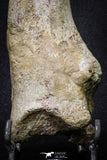 20069 - Top Huge 5.80 Inch Spinosaurus Dinosaur Hand (Manus) Claw Cretaceous KemKem