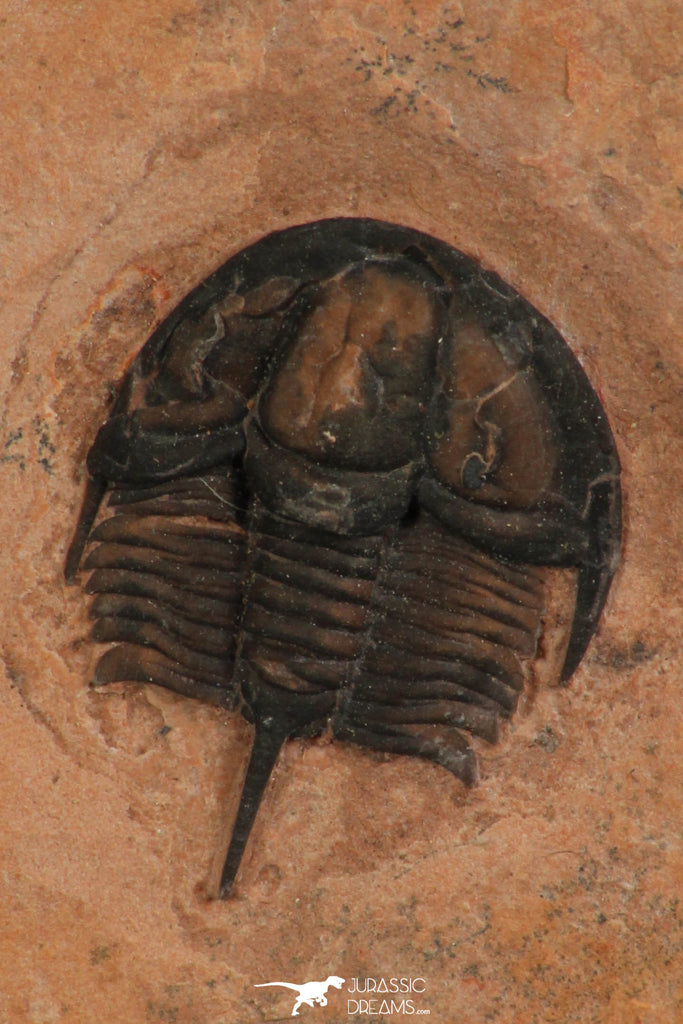 30188 - Extremely Rare Genevievella granulatus Upper Cambrian Trilobite Utah USA