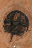 30188 - Extremely Rare Genevievella granulatus Upper Cambrian Trilobite Utah USA