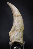 20069 - Top Huge 5.80 Inch Spinosaurus Dinosaur Hand (Manus) Claw Cretaceous KemKem