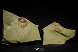 21141 - Premium Grade Soft Bodied Xiphosurid (Horseshoe Crab Ancestor) Lower Ordovician