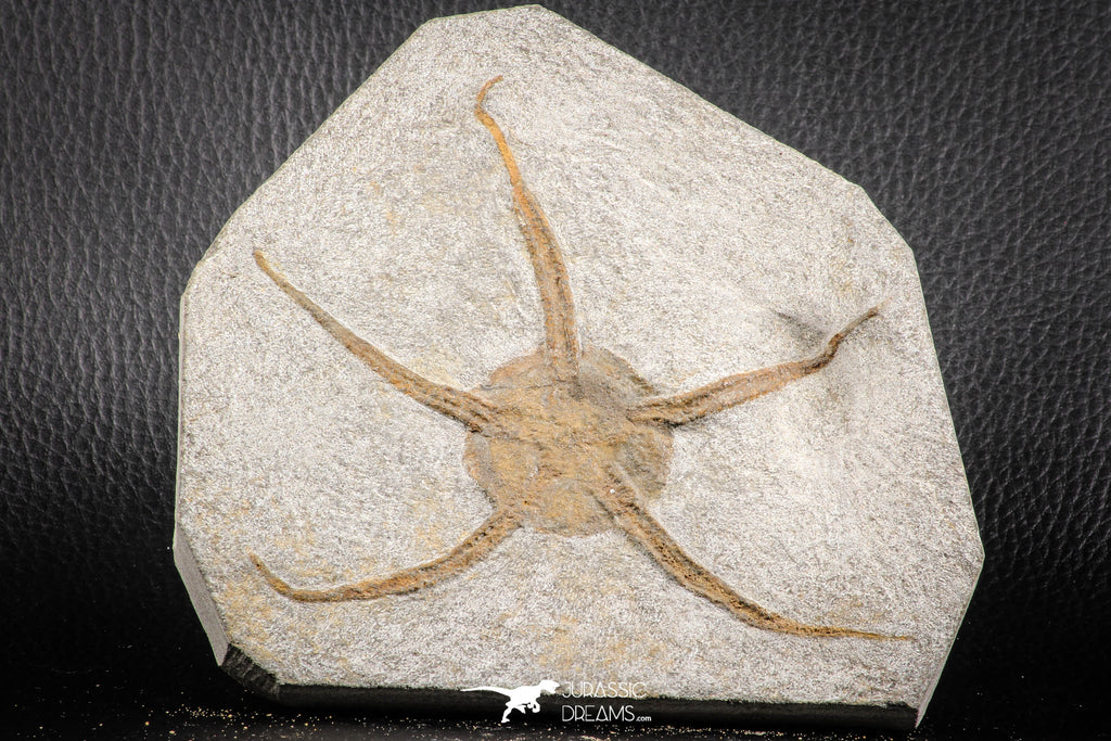 07175 -  Superb 5.04 Inch OPHIURA SP Brittlestar Upper Ordovician Ktaoua Fm