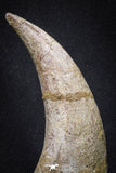 20069 - Top Huge 5.80 Inch Spinosaurus Dinosaur Hand (Manus) Claw Cretaceous KemKem
