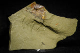 21141 - Premium Grade Soft Bodied Xiphosurid (Horseshoe Crab Ancestor) Lower Ordovician