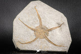 07175 -  Superb 5.04 Inch OPHIURA SP Brittlestar Upper Ordovician Ktaoua Fm