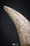 20069 - Top Huge 5.80 Inch Spinosaurus Dinosaur Hand (Manus) Claw Cretaceous KemKem