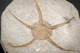 07175 -  Superb 5.04 Inch OPHIURA SP Brittlestar Upper Ordovician Ktaoua Fm
