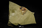 21141 - Premium Grade Soft Bodied Xiphosurid (Horseshoe Crab Ancestor) Lower Ordovician