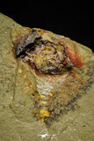 21141 - Premium Grade Soft Bodied Xiphosurid (Horseshoe Crab Ancestor) Lower Ordovician