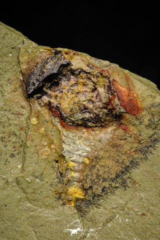 21141 - Premium Grade Soft Bodied Xiphosurid (Horseshoe Crab Ancestor) Lower Ordovician