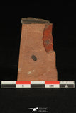 30189 - Top Beautiful 0.19 Inch Menomonia sp Upper Cambrian Trilobite - Utah USA
