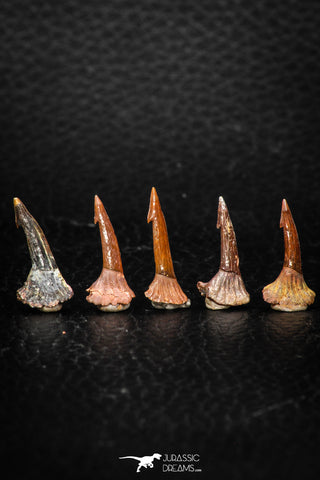 05614 - Great Collection of 5 Onchopristis numidus Cretaceous Sawfish Rostral Teeth Cretaceous