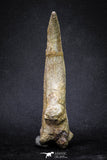 20069 - Top Huge 5.80 Inch Spinosaurus Dinosaur Hand (Manus) Claw Cretaceous KemKem