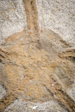 07175 -  Superb 5.04 Inch OPHIURA SP Brittlestar Upper Ordovician Ktaoua Fm