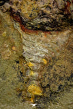 21141 - Premium Grade Soft Bodied Xiphosurid (Horseshoe Crab Ancestor) Lower Ordovician