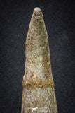 20069 - Top Huge 5.80 Inch Spinosaurus Dinosaur Hand (Manus) Claw Cretaceous KemKem