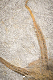 07175 -  Superb 5.04 Inch OPHIURA SP Brittlestar Upper Ordovician Ktaoua Fm