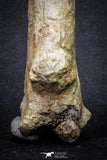 20069 - Top Huge 5.80 Inch Spinosaurus Dinosaur Hand (Manus) Claw Cretaceous KemKem