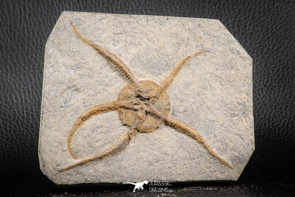 07176 -  Superb 4.51 Inch OPHIURA SP Brittlestar Upper Ordovician Ktaoua Fm