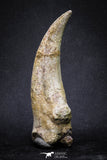 20069 - Top Huge 5.80 Inch Spinosaurus Dinosaur Hand (Manus) Claw Cretaceous KemKem