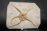 07176 -  Superb 4.51 Inch OPHIURA SP Brittlestar Upper Ordovician Ktaoua Fm