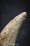 20069 - Top Huge 5.80 Inch Spinosaurus Dinosaur Hand (Manus) Claw Cretaceous KemKem