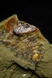 21141 - Premium Grade Soft Bodied Xiphosurid (Horseshoe Crab Ancestor) Lower Ordovician