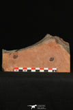 30190 - Superb Association 2 Norwoodia boninoi Upper Cambrian Trilobites Utah USA