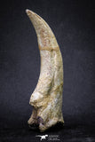 20069 - Top Huge 5.80 Inch Spinosaurus Dinosaur Hand (Manus) Claw Cretaceous KemKem