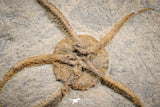 07176 -  Superb 4.51 Inch OPHIURA SP Brittlestar Upper Ordovician Ktaoua Fm