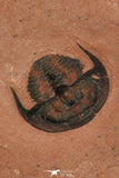 30190 - Superb Association 2 Norwoodia boninoi Upper Cambrian Trilobites Utah USA