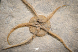 07176 -  Superb 4.51 Inch OPHIURA SP Brittlestar Upper Ordovician Ktaoua Fm