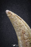 20069 - Top Huge 5.80 Inch Spinosaurus Dinosaur Hand (Manus) Claw Cretaceous KemKem