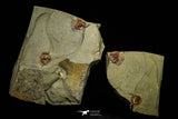 21142 - Premium Grade Soft Bodied 2 Xiphosurids (Horseshoe Crab Ancestor) Lower Ordovician