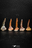 05614 - Great Collection of 5 Onchopristis numidus Cretaceous Sawfish Rostral Teeth Cretaceous